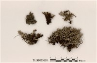 藏品(分枝石蕊)的圖片